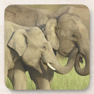 Indian Asian Elephants Coaster