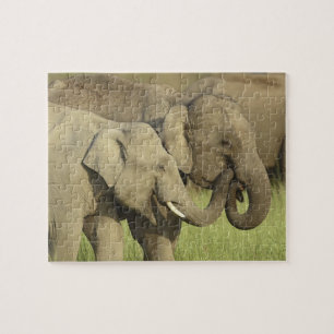 Indian Asian Elephants Jigsaw Puzzle
