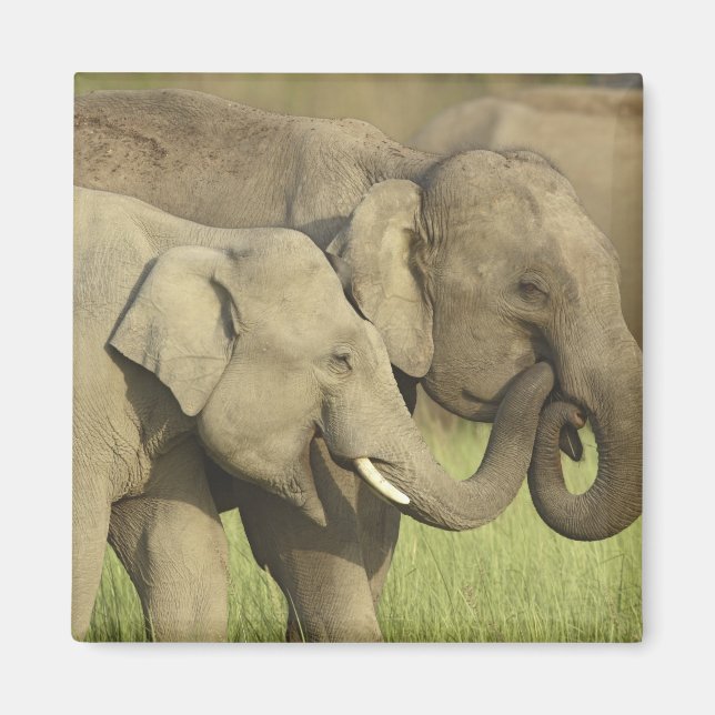 Indian Asian Elephants Magnet (Front)