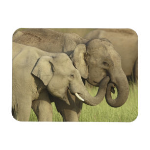 Indian Asian Elephants Magnet
