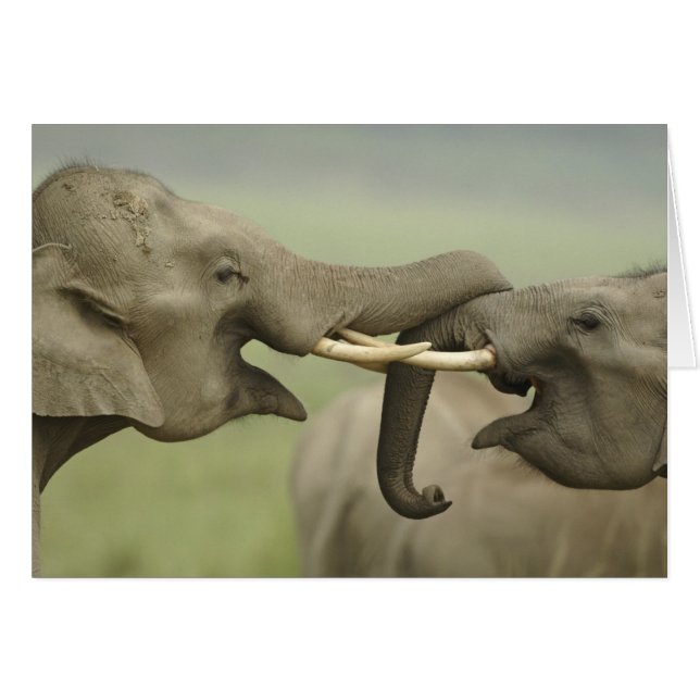 Indian Asian Elephants play Fighting (Front Horizontal)