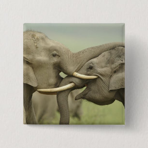 Indian Asian Elephants play Fighting 15 Cm Square Badge
