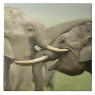 Indian Asian Elephants play Fighting Ceramic Tile