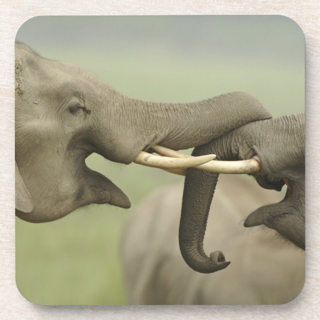 Indian Asian Elephants play Fighting Coaster (Front)