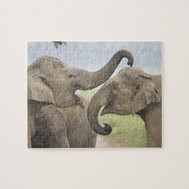 Indian Asian Elephants play Fighting Jigsaw Puzzle (Horizontal)