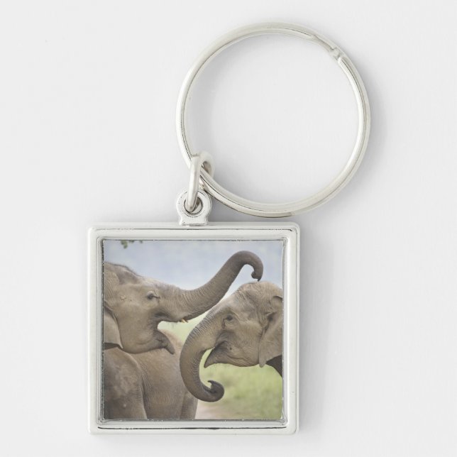 Indian Asian Elephants play Fighting Key Ring (Front)