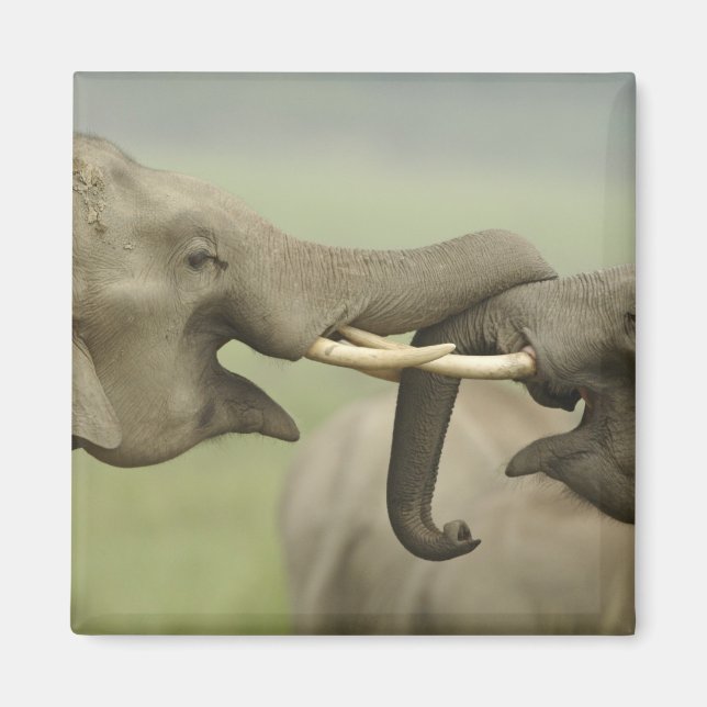 Indian Asian Elephants play Fighting Magnet (Front)