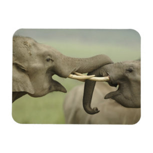 Indian Asian Elephants play Fighting Magnet