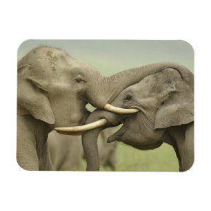 Indian Asian Elephants play Fighting Magnet