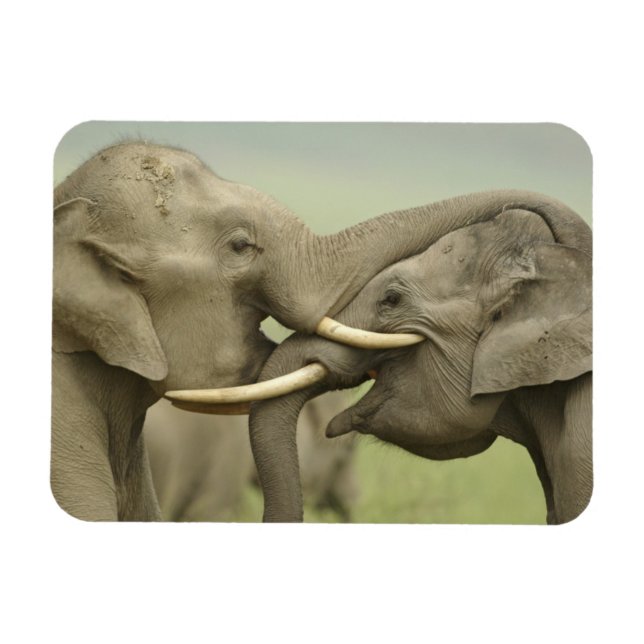 Indian Asian Elephants play Fighting Magnet (Horizontal)