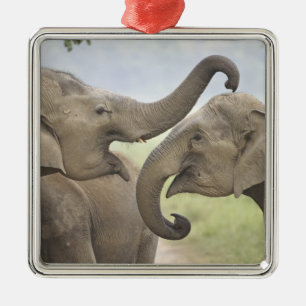 Indian Asian Elephants play Fighting Metal Ornament