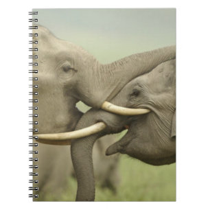Indian Asian Elephants play Fighting Notebook