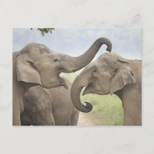Indian Asian Elephants play Fighting Postcard