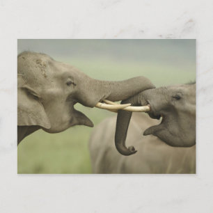Indian Asian Elephants play Fighting Postcard