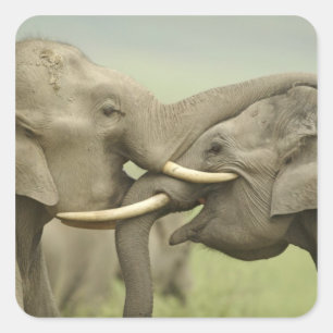 Indian Asian Elephants play Fighting Square Sticker
