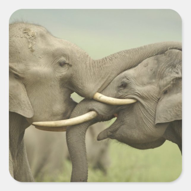 Indian Asian Elephants play Fighting Square Sticker (Front)