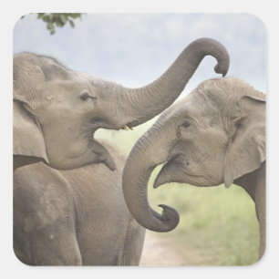 Indian Asian Elephants play Fighting Square Sticker