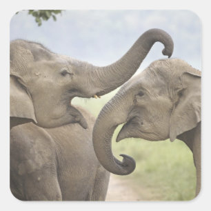Indian Asian Elephants play Fighting Square Sticker