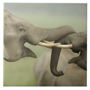 Indian Asian Elephants play Fighting Tile