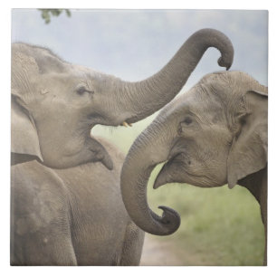 Indian Asian Elephants play Fighting Tile