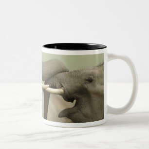 Indian Asian Elephants play Fighting Two-Tone Coffee Mug