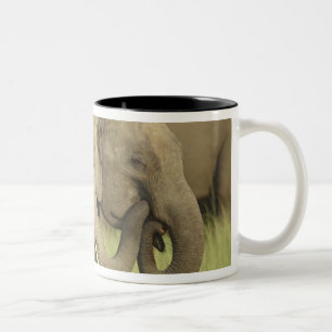 Indian Asian Elephants Two-Tone Coffee Mug