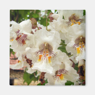 Indian Bean Tree Flowers Magnet