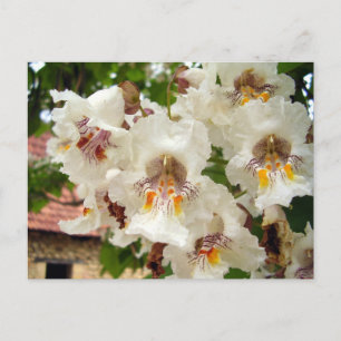 Indian Bean Tree Flowers Postcard