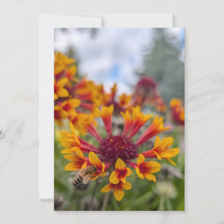 Indian Blanket & Bee Tongue Invitation