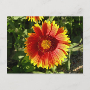 Indian blanket flower postcard