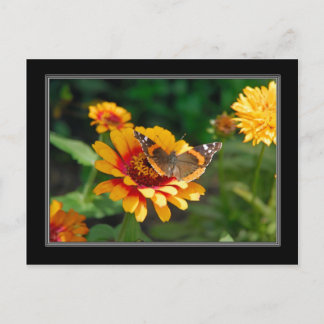 Indian Blanket Wildflower and Butterfly Postcard