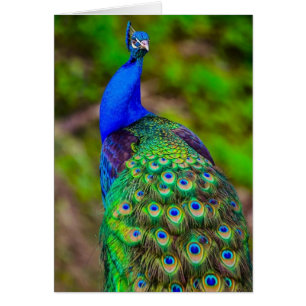 Indian Blue Peacock