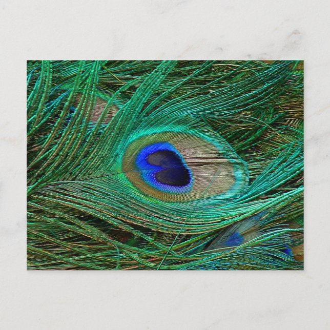 Indian Blue Peacock Feather Postcard (Front)