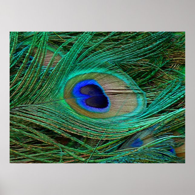 Indian Blue Peacock Feather Poster Print (Front)