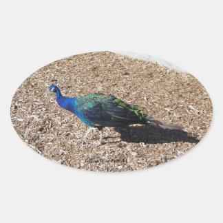 Indian Blue Peafowl sticker