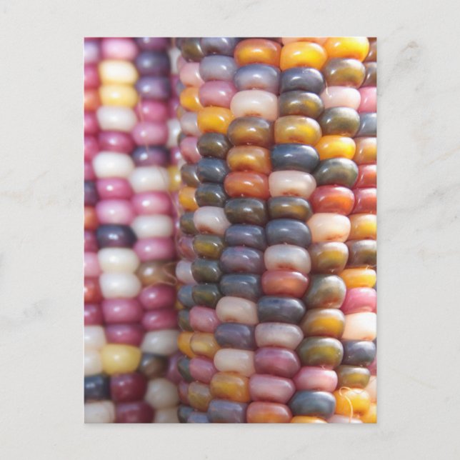 Indian Corn Postcard (Front)