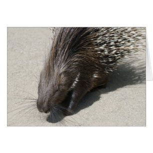 Indian Crested Porcupine