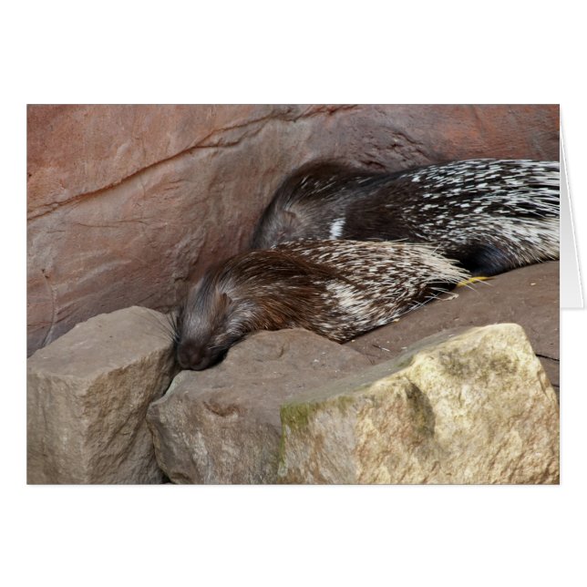 Indian Crested Porcupines (Front Horizontal)