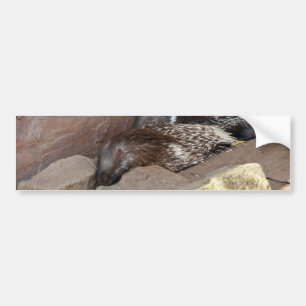Indian Crested Porcupines Bumper Sticker