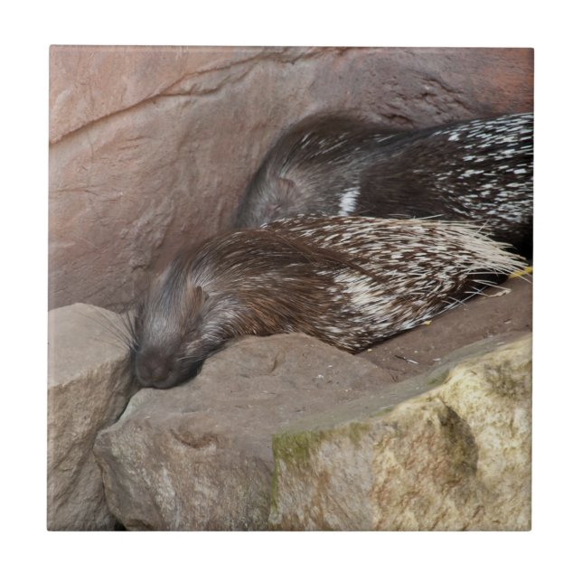 Indian Crested Porcupines Ceramic Tile (Front)