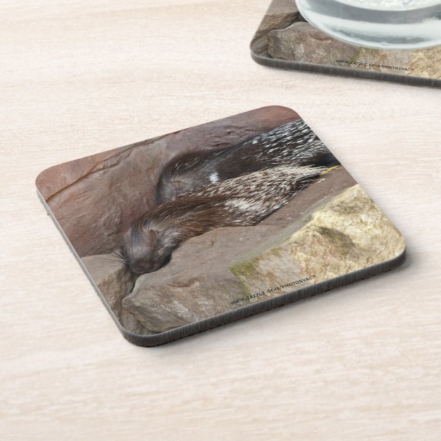 Indian Crested Porcupines Coaster (Left Side)