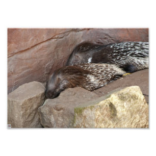 Indian Crested Porcupines Photo Print