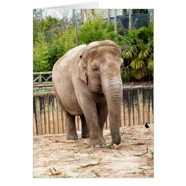 Indian elephant animal card (Front)