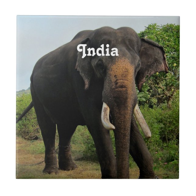 Indian Elephant Ceramic Tile (Front)