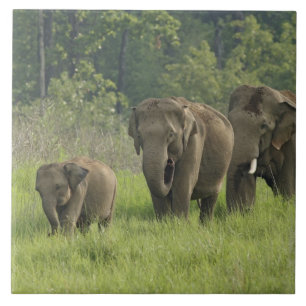Indian Elephant Family Ceramic Tile