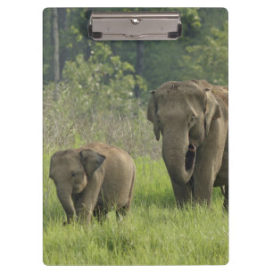 Indian Elephant Family Clipboard