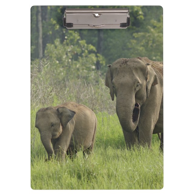 Indian Elephant Family Clipboard (Front)