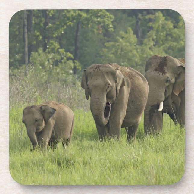 Indian Elephant Family Coaster (Front)