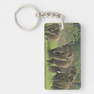 Indian Elephant Family Key Ring