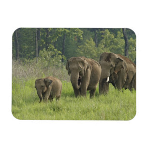 Indian Elephant Family Magnet